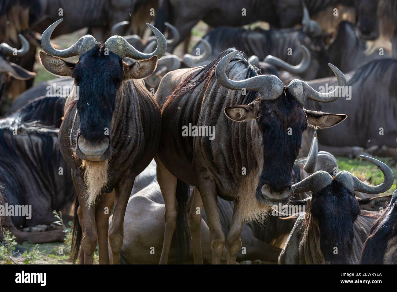 Wildebeests (Connochaetes taurinus), Ndutu, Ngorongoro Conservation Area, Serengeti, Tanzania, East Africa, Africa Stock Photo