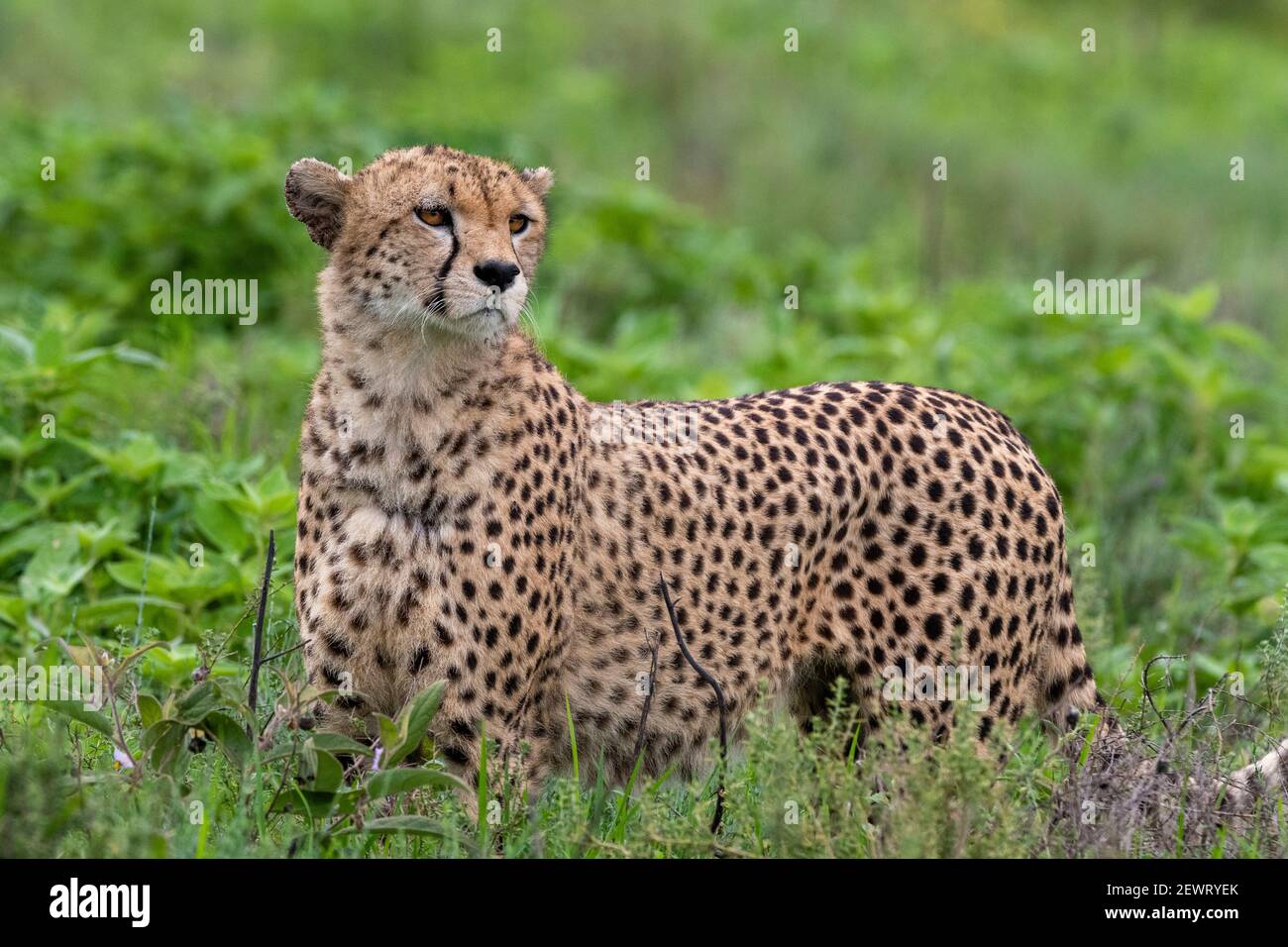 Cheetah (Acinonyx jubatus), Ndutu, Ngorongoro Conservation Area, Serengeti, Tanzania, East Africa, Africa Stock Photo