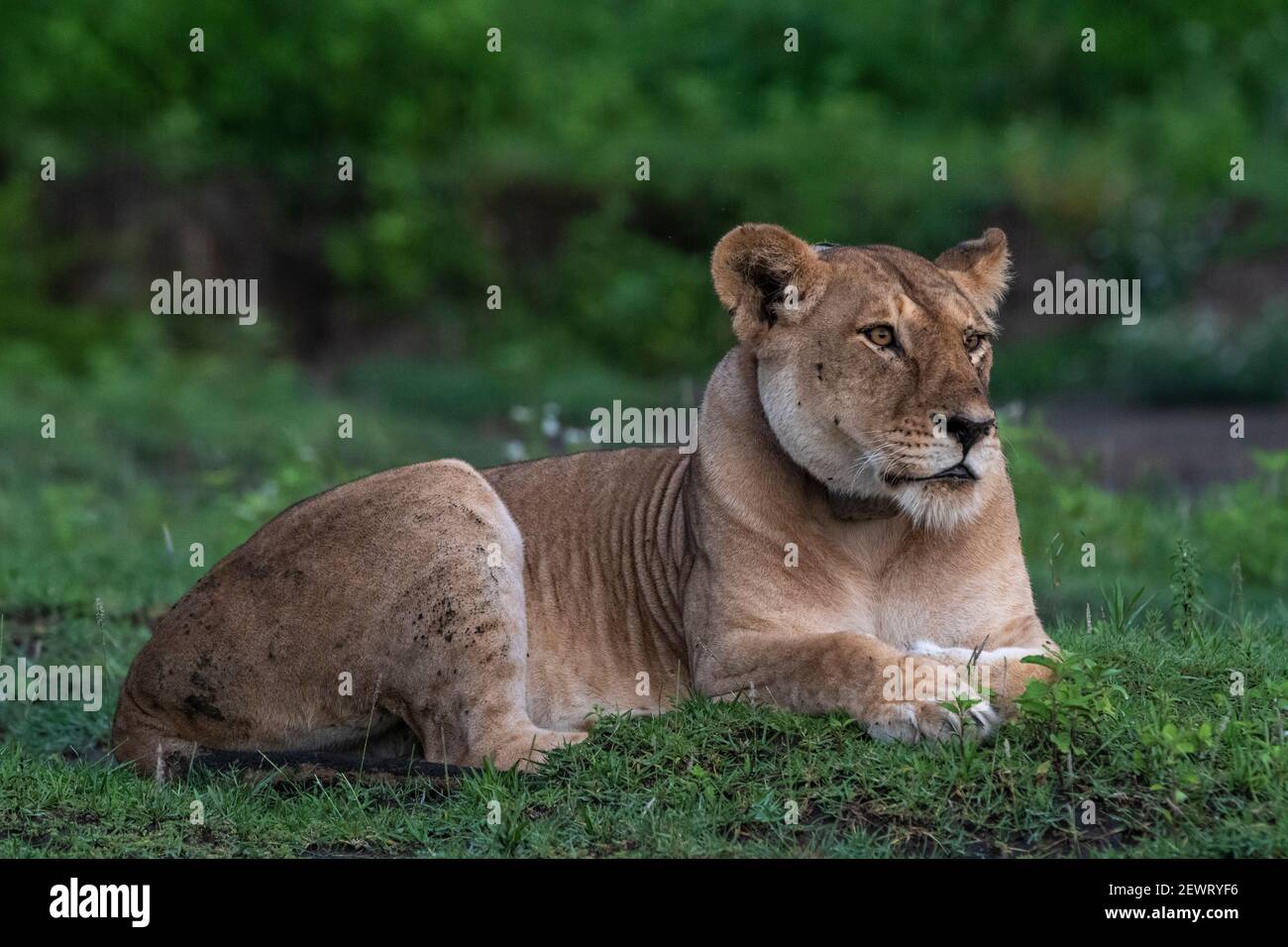 A GPS-collared lioness (Panthera leo), Ndutu, Ngorongoro Conservation Area, Serengeti, Tanzania, East Africa, Africa Stock Photo