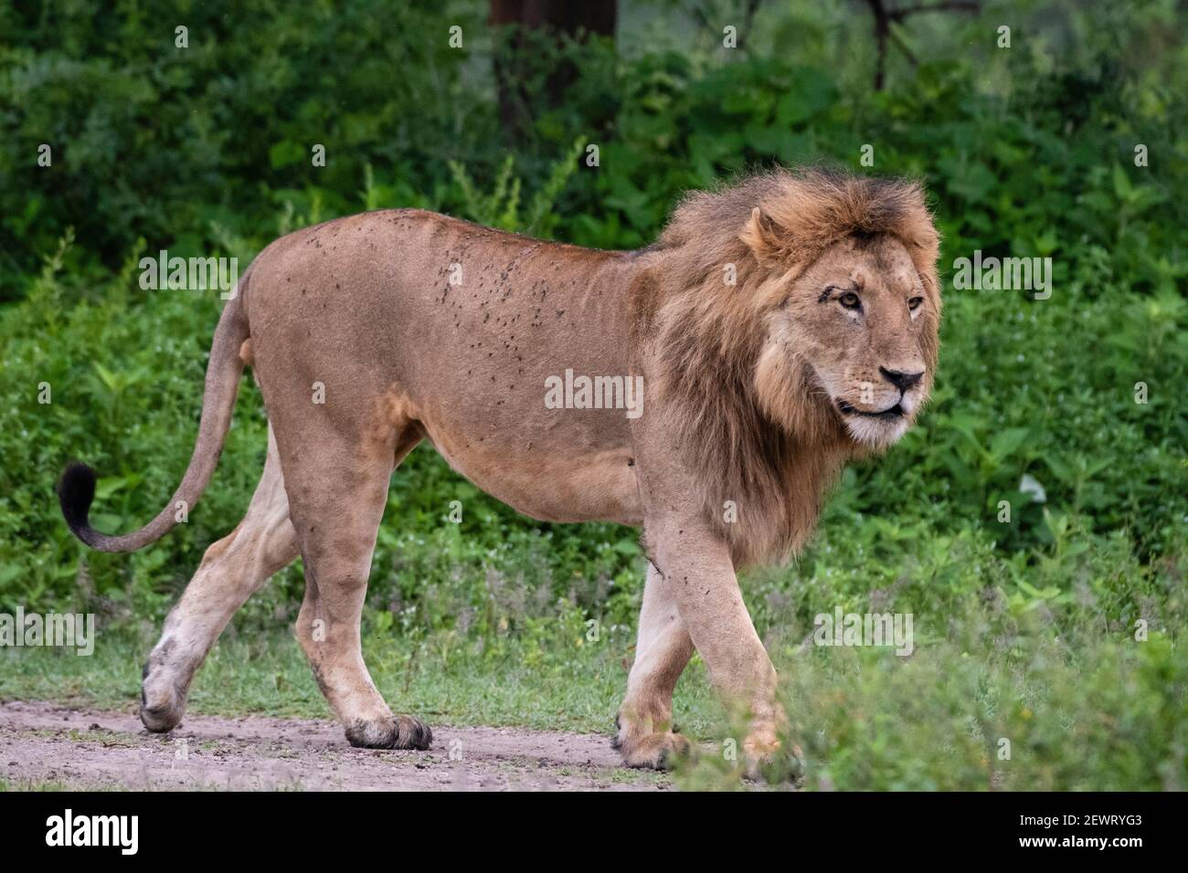 Lion (Panthera leo), Ndutu, Ngorongoro Conservation Area, Serengeti, Tanzania, East Africa, Africa Stock Photo