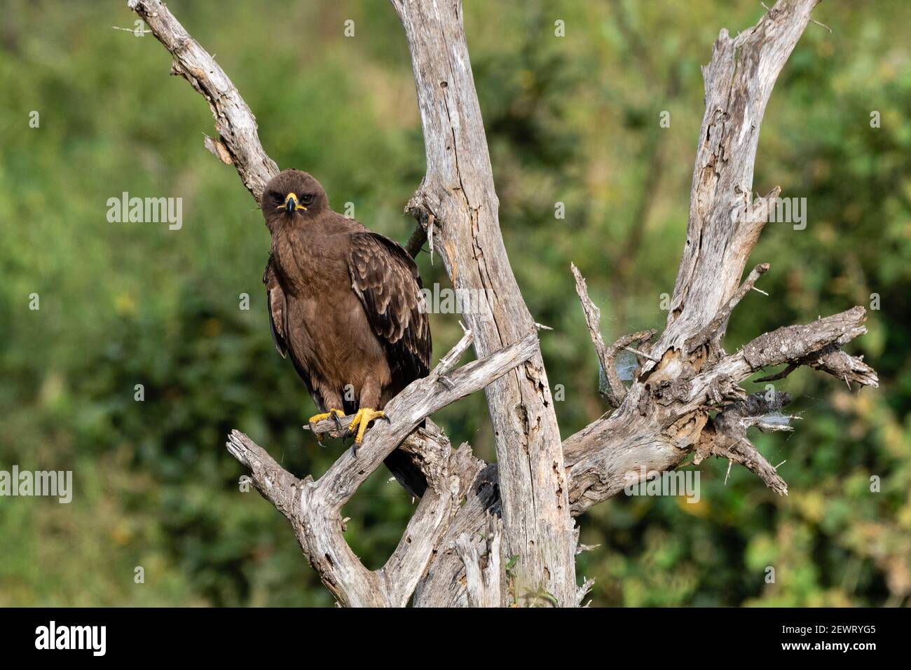Wahlberg's Eagle (Hieraaetus wahlbergi), Lualenyi, Tsavo Conservation Area, Kenya, East Africa, Africa Stock Photo