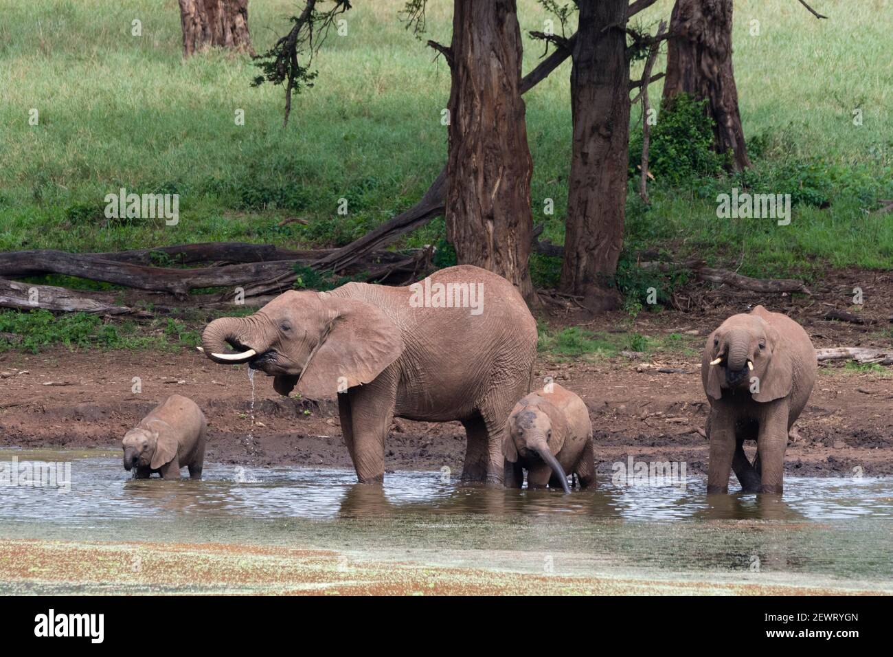 African elephants (Loxodonta africana) and calves drinking, Tsavo, Kenya, East Africa, Africa Stock Photo
