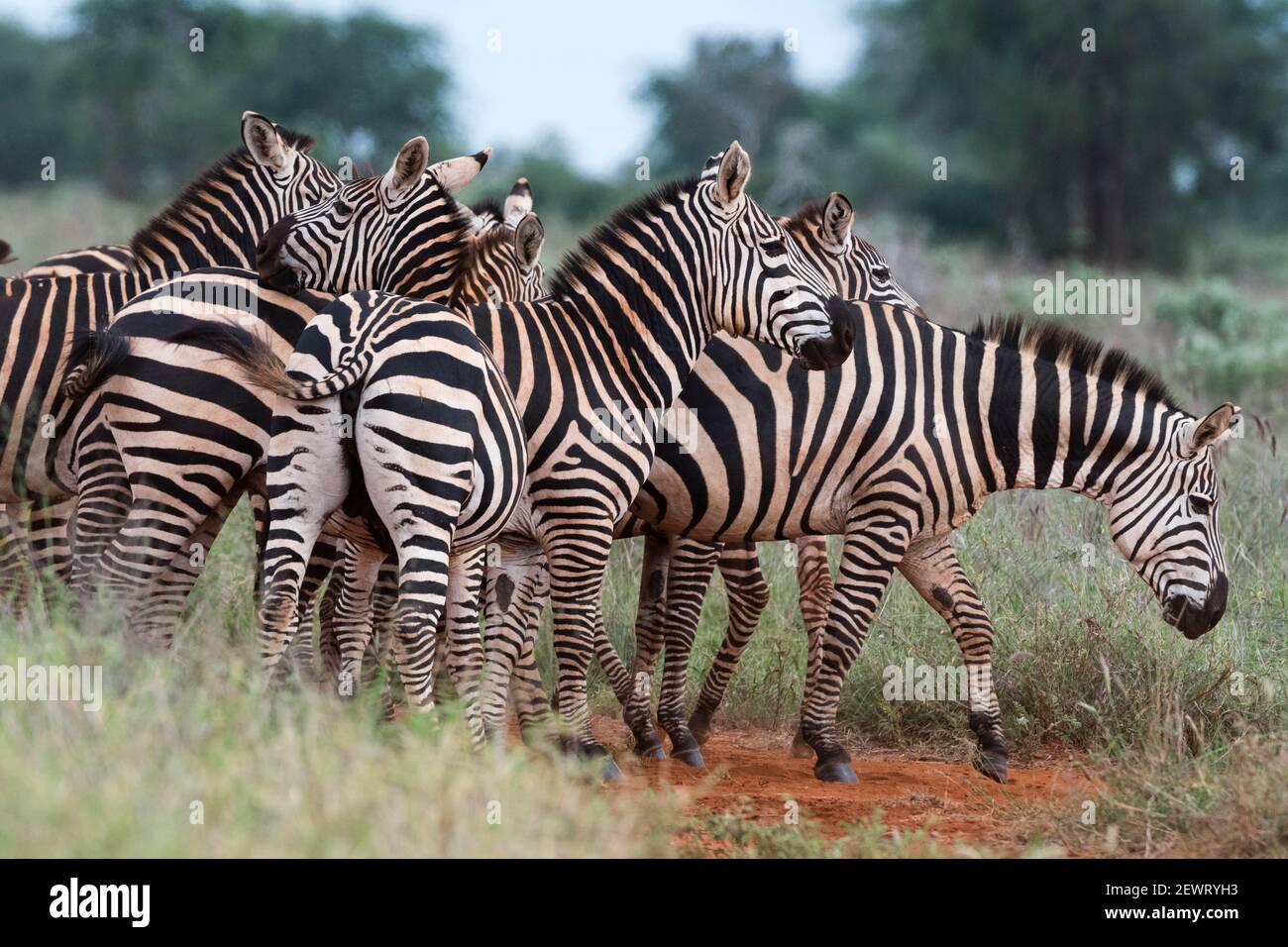 Plains zebras (Equus quagga), Tsavo, Kenya, East Africa, Africa Stock Photo