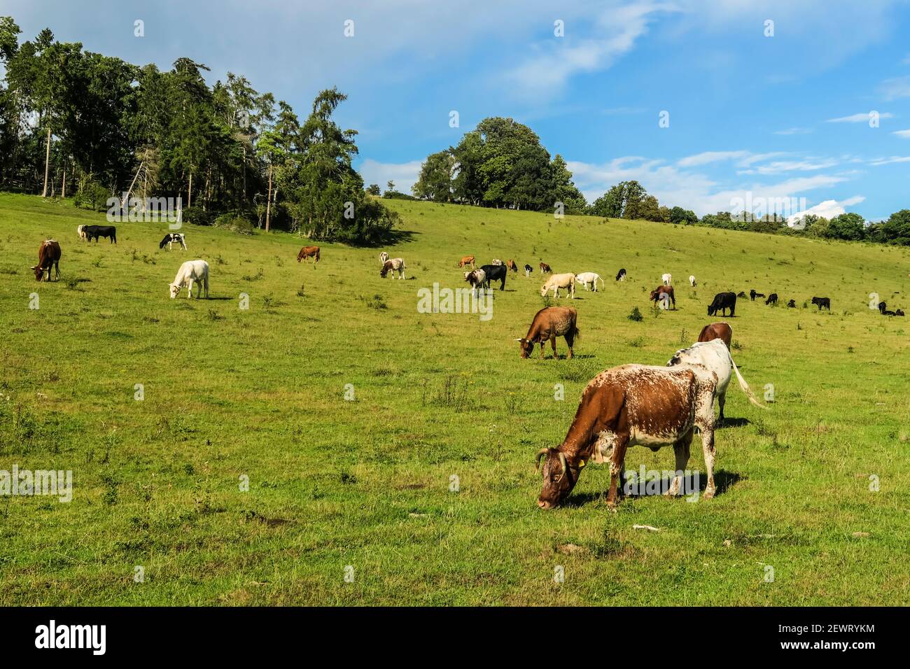 Cattle grazing in a Chiltern Hills valley at Rotherfield Greys just west of Henley-on-Thames, Rotherfield Greys, Oxfordshire, England, United Kingdom Stock Photo