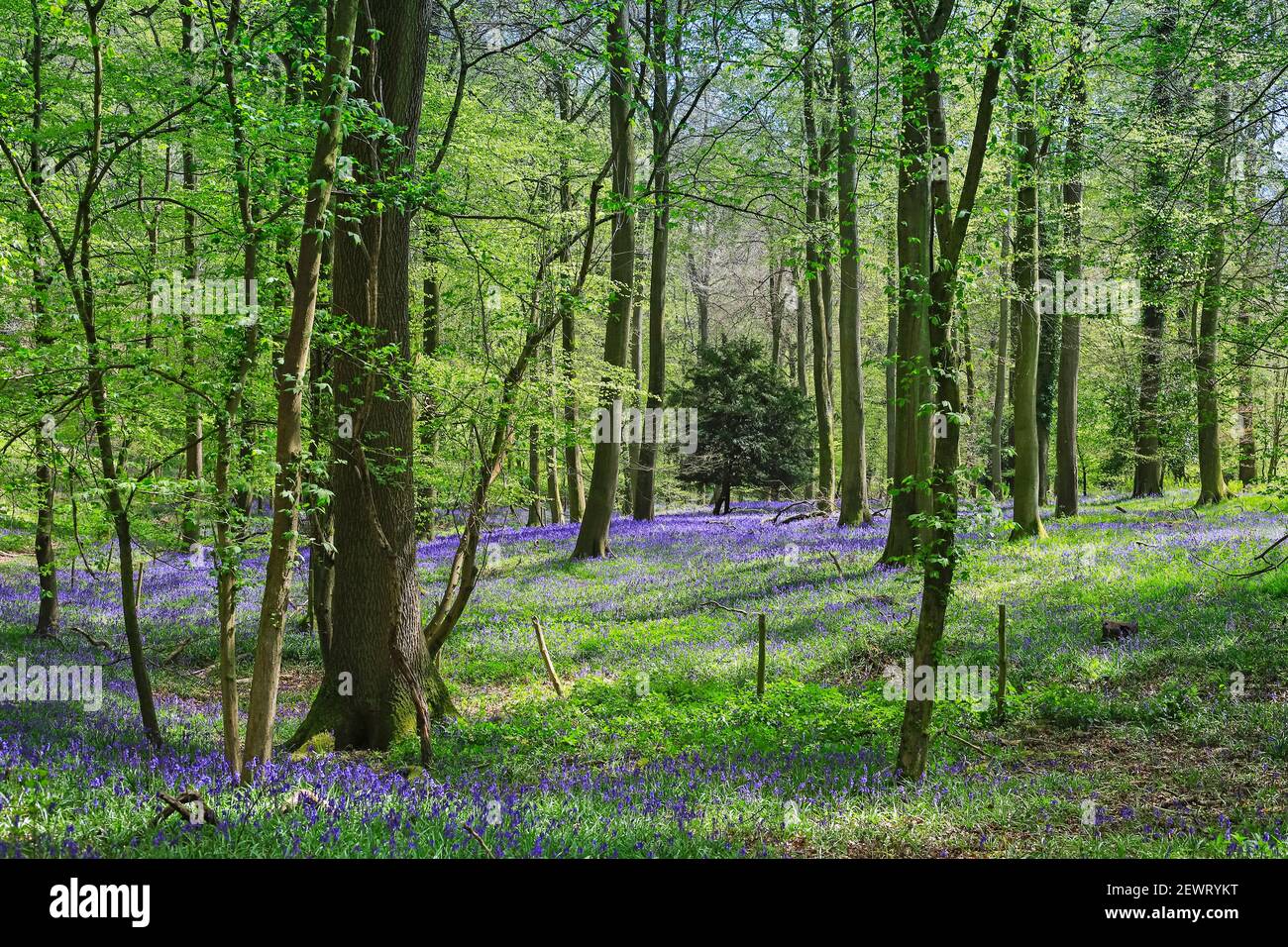 Bluebells in springtime in a classic beech tree setting at College Wood, Pishill in the Chiltern Hills, Pishill, Oxfordshire, England, United Kingdom Stock Photo