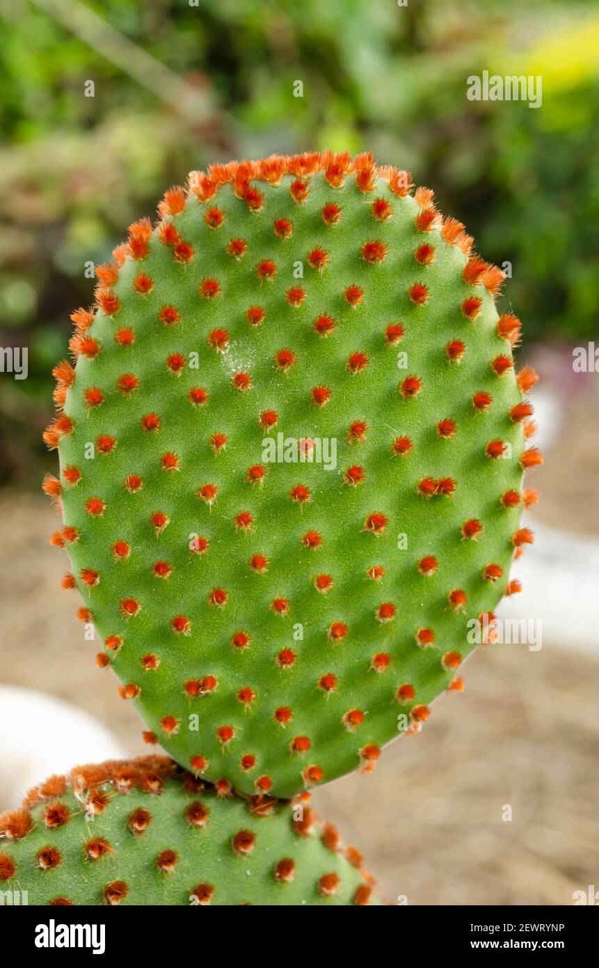 The Top Branch Of A Opuntia Microdasys (Bunny Ears Cactus) Plant Stock