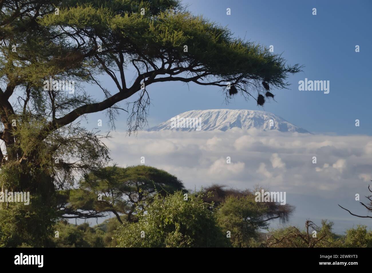 Kilimanjaro in the Clouds Stock Photo