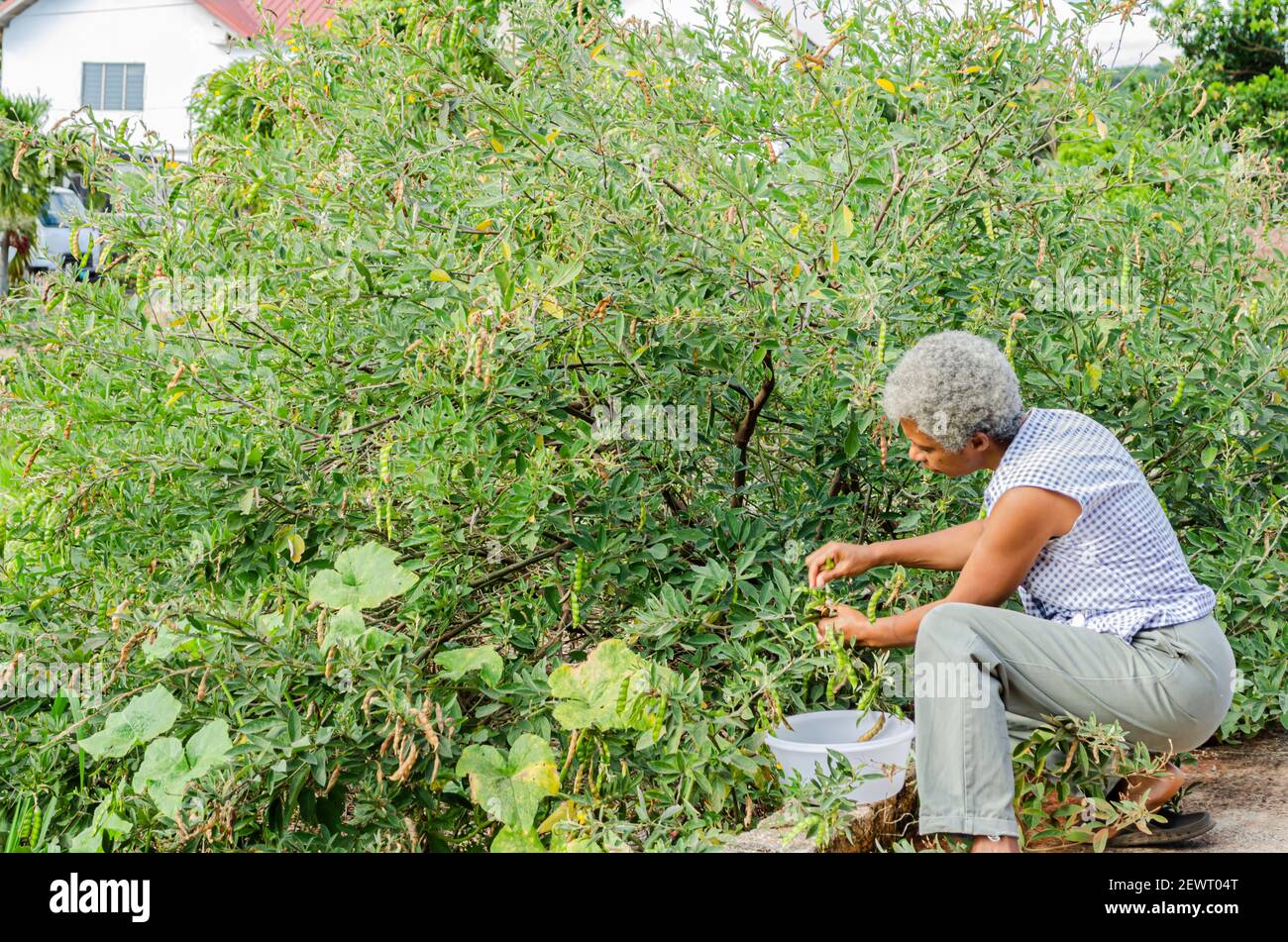 Woman Harvesting Pigeon Peas Stock Photo Alamy