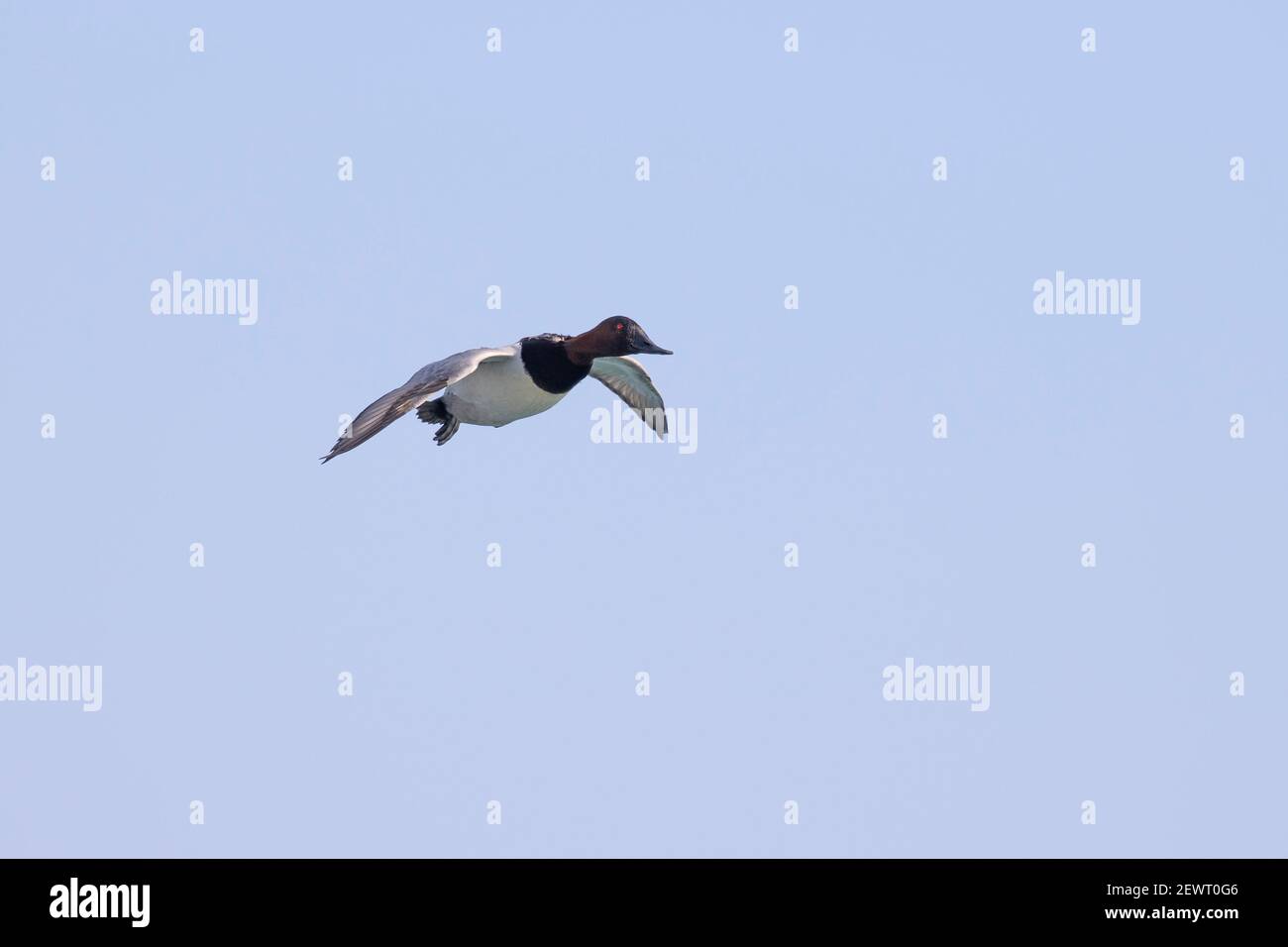 Canvasback duck hires stock photography and images Alamy