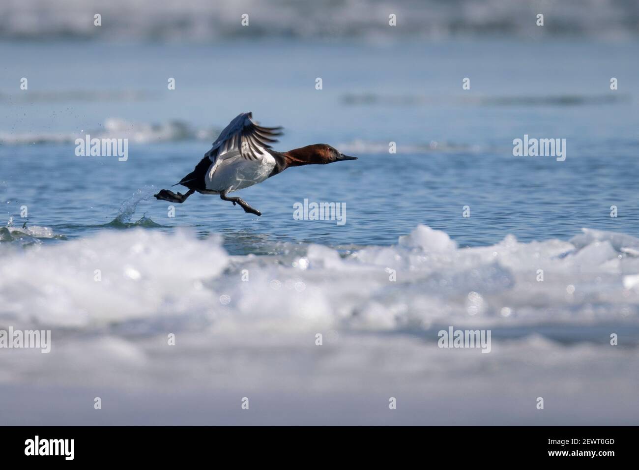 Canvasback duck running across water to take off Stock Photo Alamy