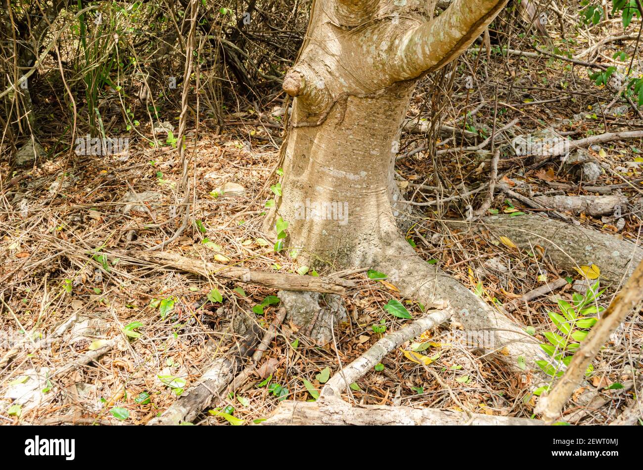 Trail Of Ants Nest On Plum Tree Stock Photo