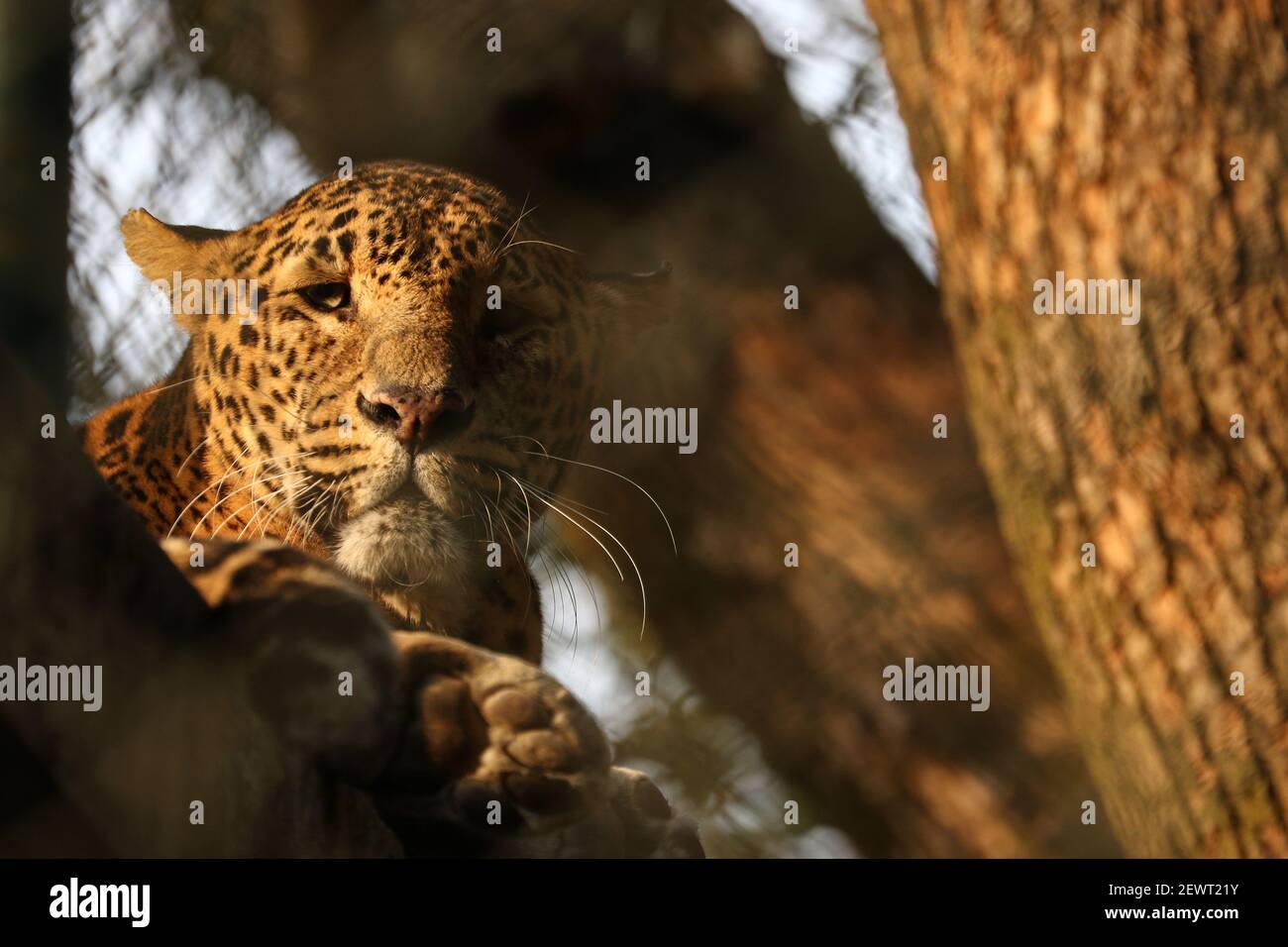 Kathmandu, NE, Nepal. 3rd Mar, 2021. A common leopard is pictured inside the cage at the Central Zoo of Nepal during Prime Minister KP Sharma Oli's visit, in Kathmandu, Nepal, March 3, 2021. Credit: Aryan Dhimal/ZUMA Wire/Alamy Live News Stock Photo