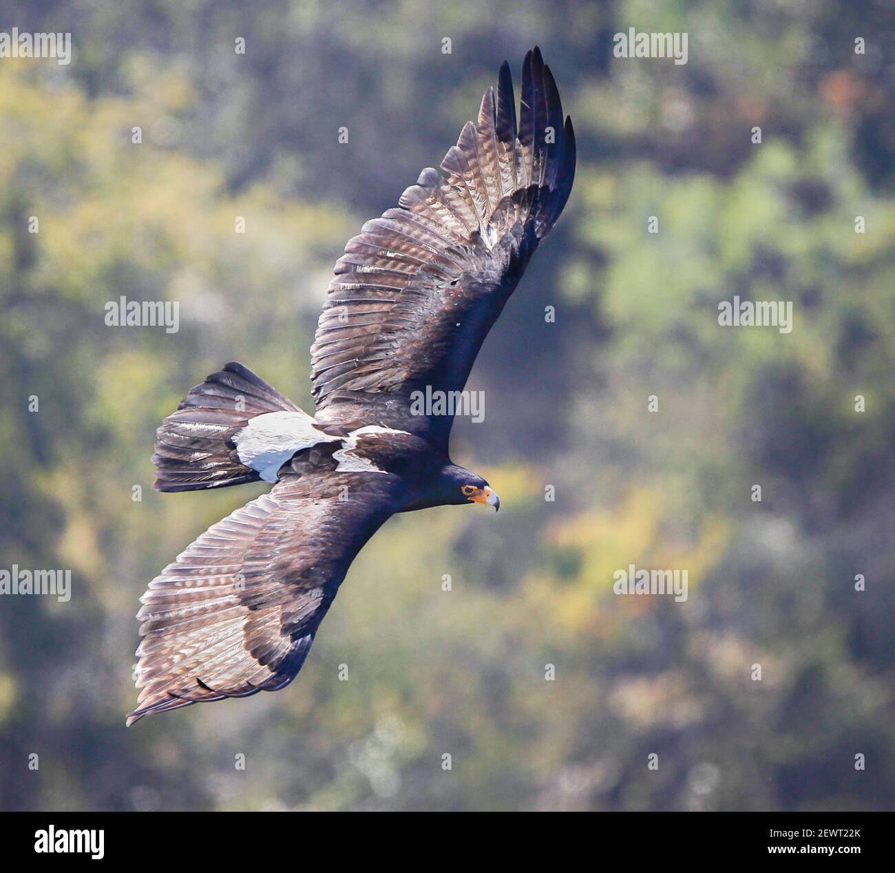 A view of the Veraux eagle Aquila verreauxii in flight on the hunt for ...