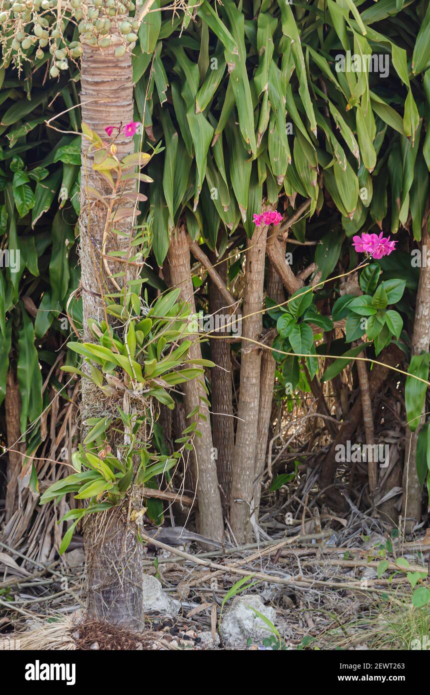 Native Jamaican Broughtonia Sanguinea Orchid Growing On Palm Tree Stock Photo