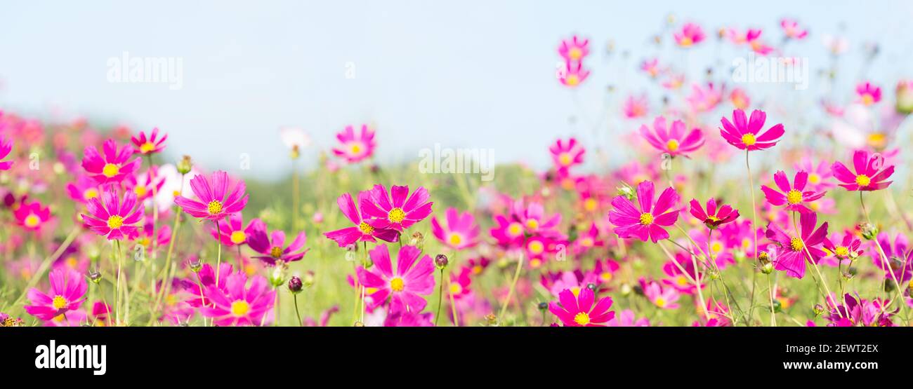 Banner field pink flowers hi-res stock photography and images - Alamy