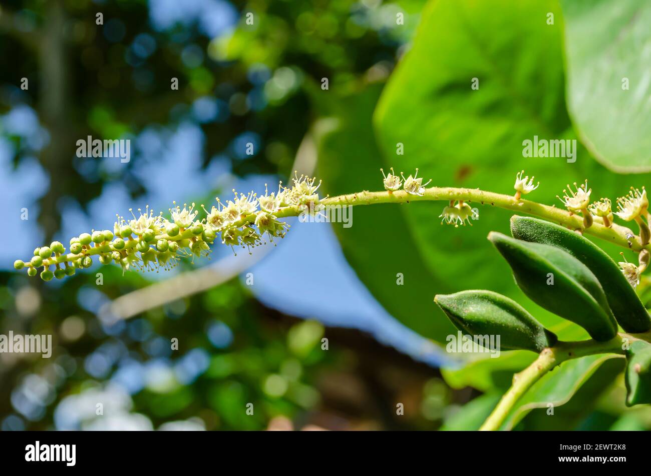 Terminalia trees hi-res stock photography and images - Alamy