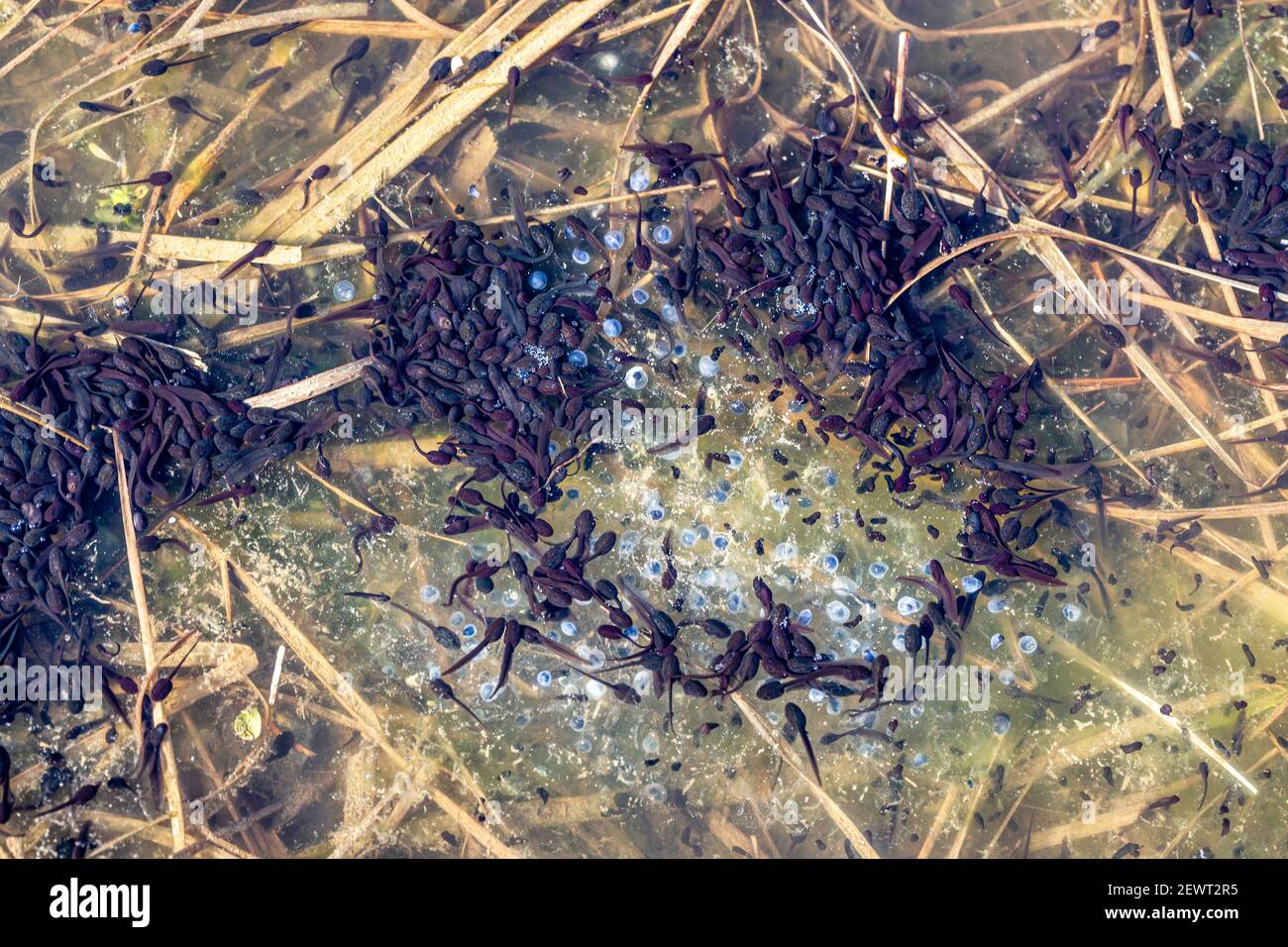 Clusters of tadpoles growing in a stagnant puddle, County Kerry, Ireland Stock Photo