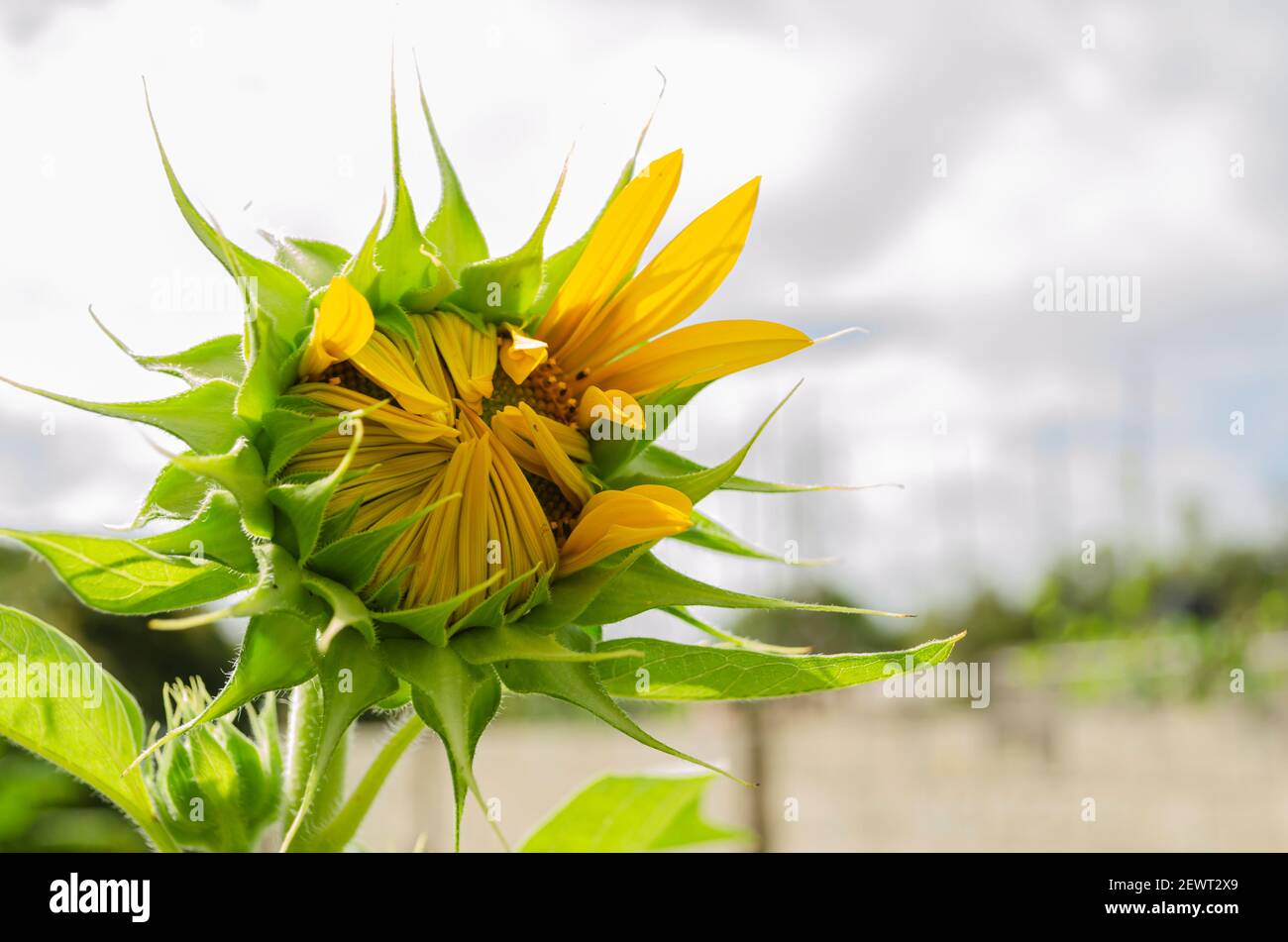 Yellow Sunflower Opening Stock Photo