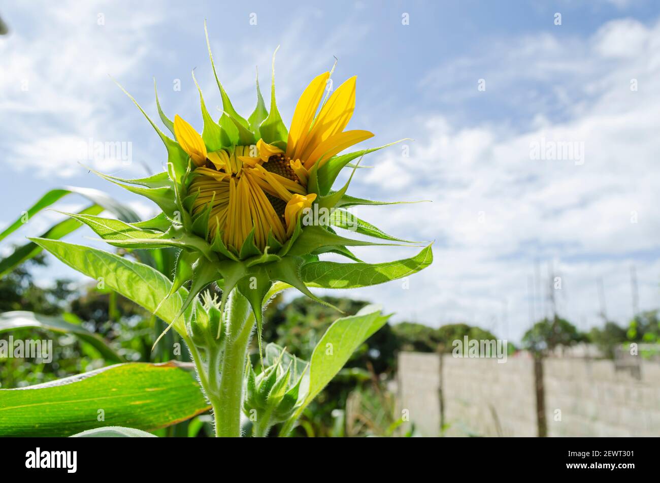 Sunflower Opening Stock Photo