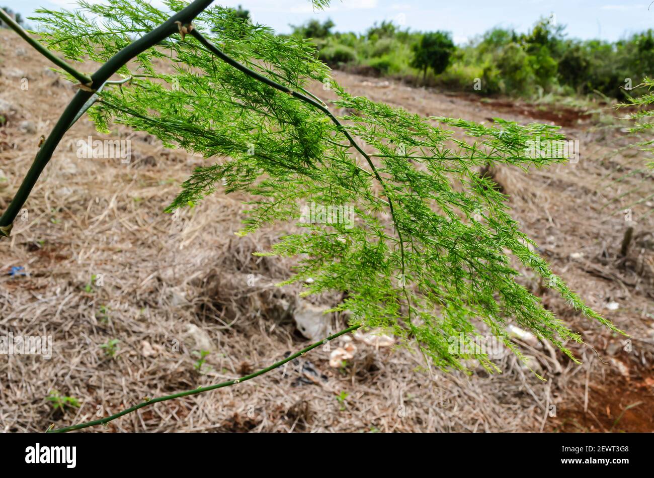 Asparagus Fern Stock Photo