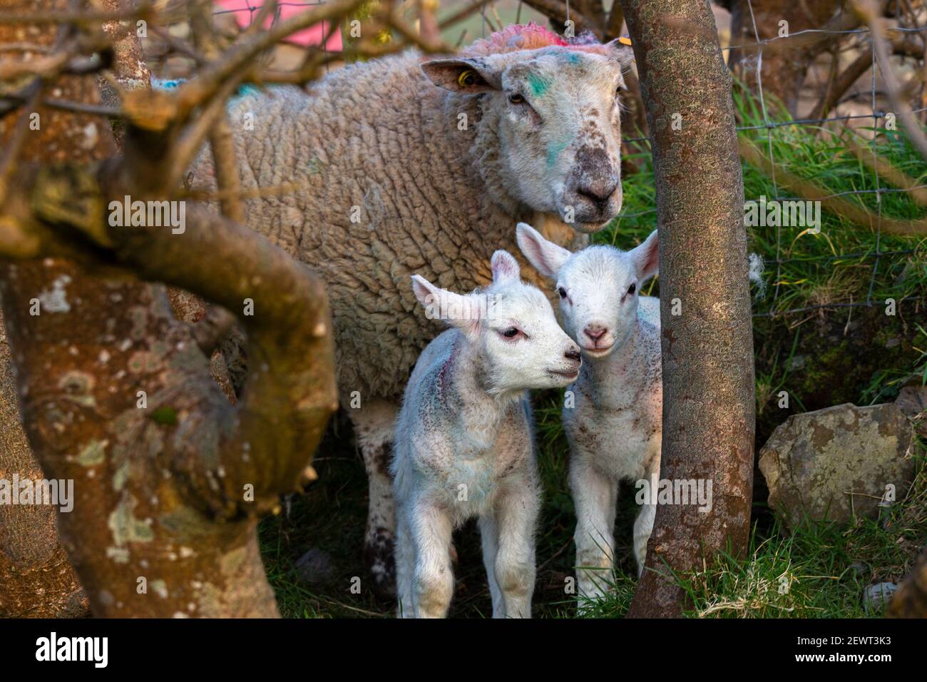 Newborn lambs with ewe on farm in County Kerry, Ireland Stock Photo