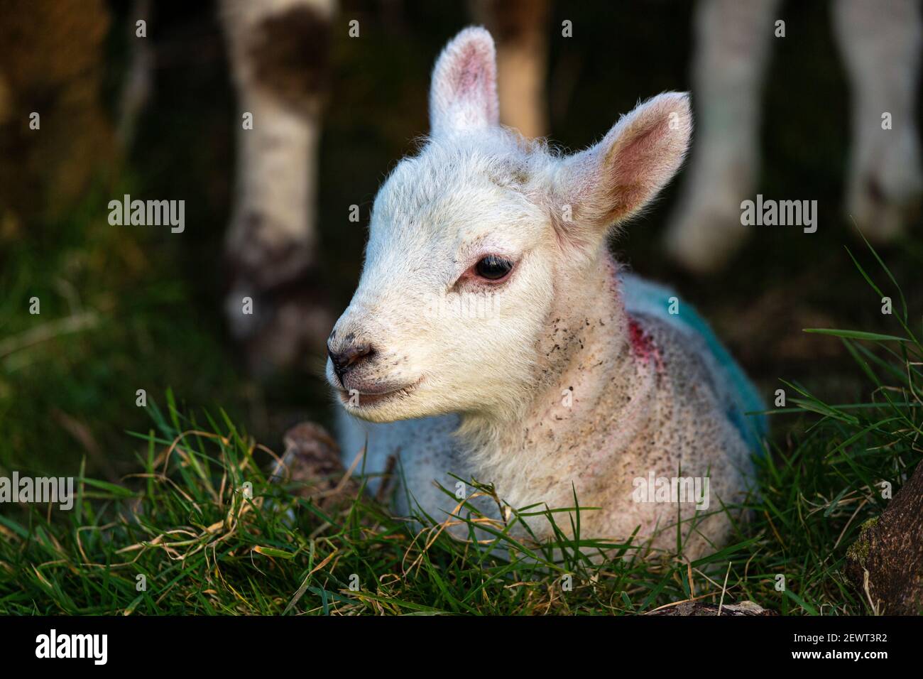 Newborn Spring Lamb at farm in Portmagee, County Kerry, Ireland Stock Photo