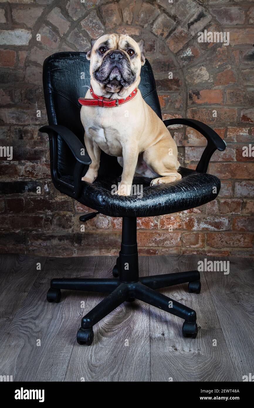 Bulldog sat on an office chair. Stock Photo