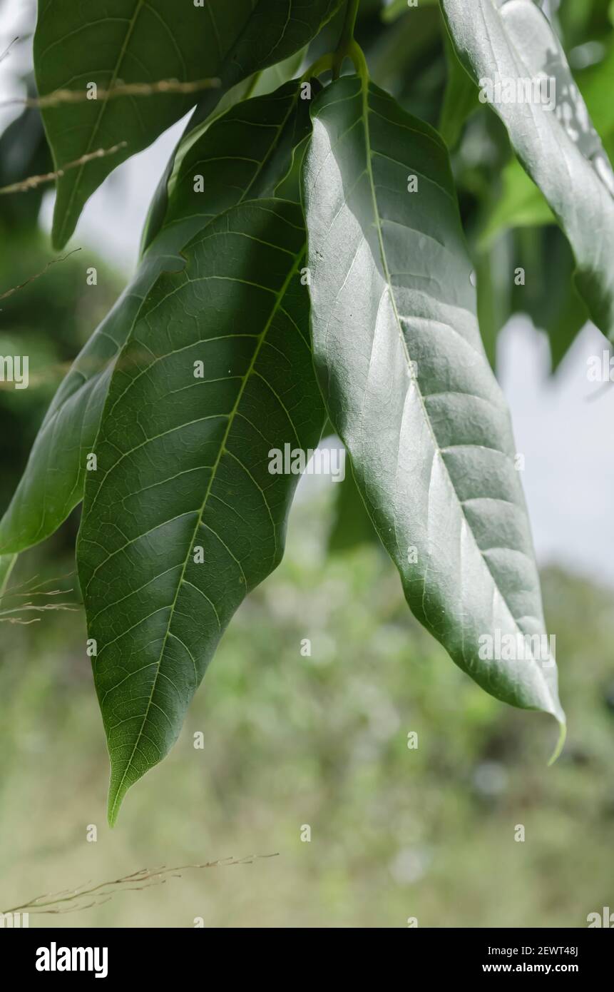 Closeup Of Cedar Tree Leaves Stock Photo