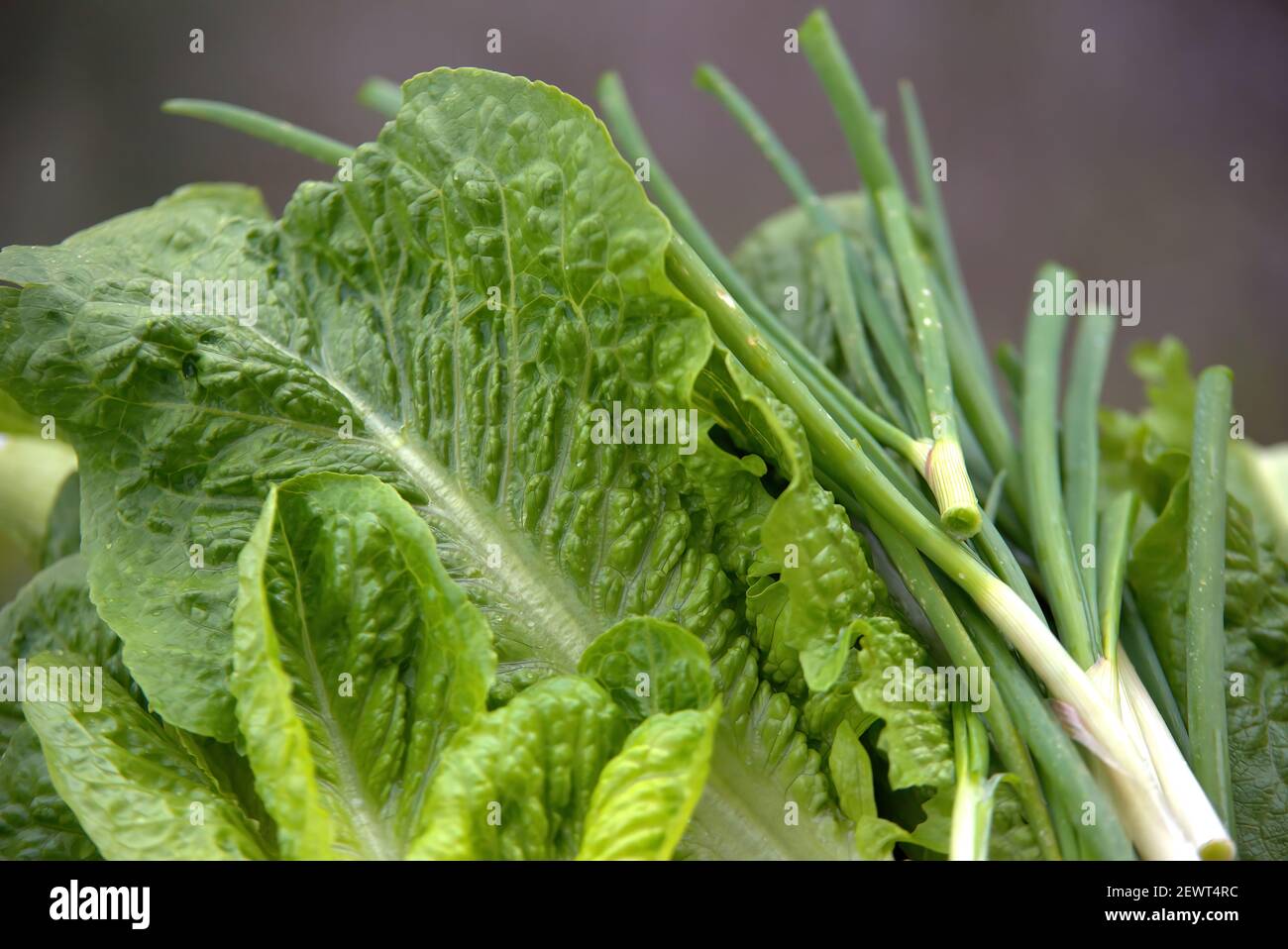 lettuce and onion, freshly cut from farmer, ready for lettuce salad ...