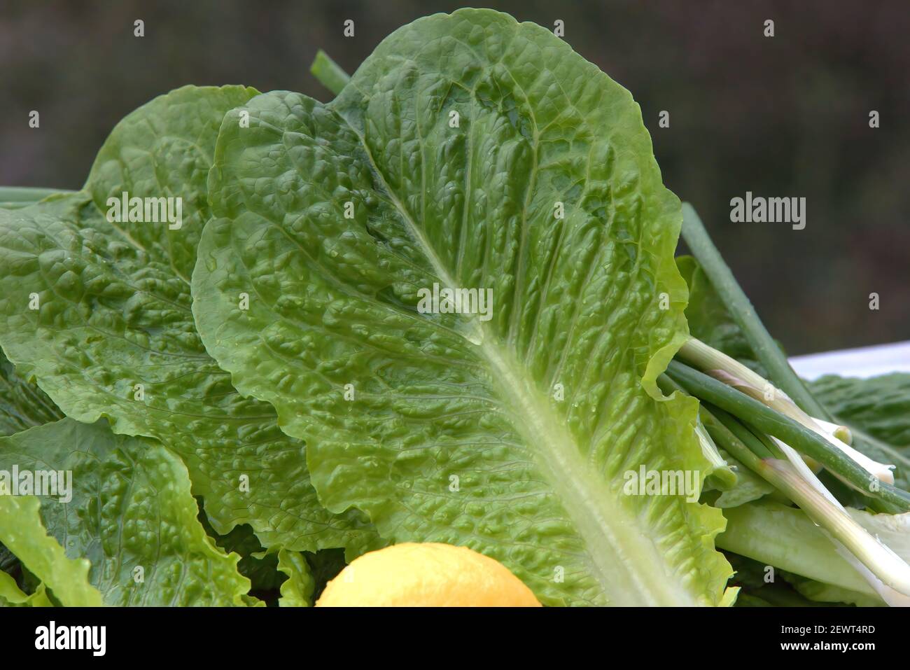 lettuce and onion, freshly cut from farmer, ready for lettuce salad ...