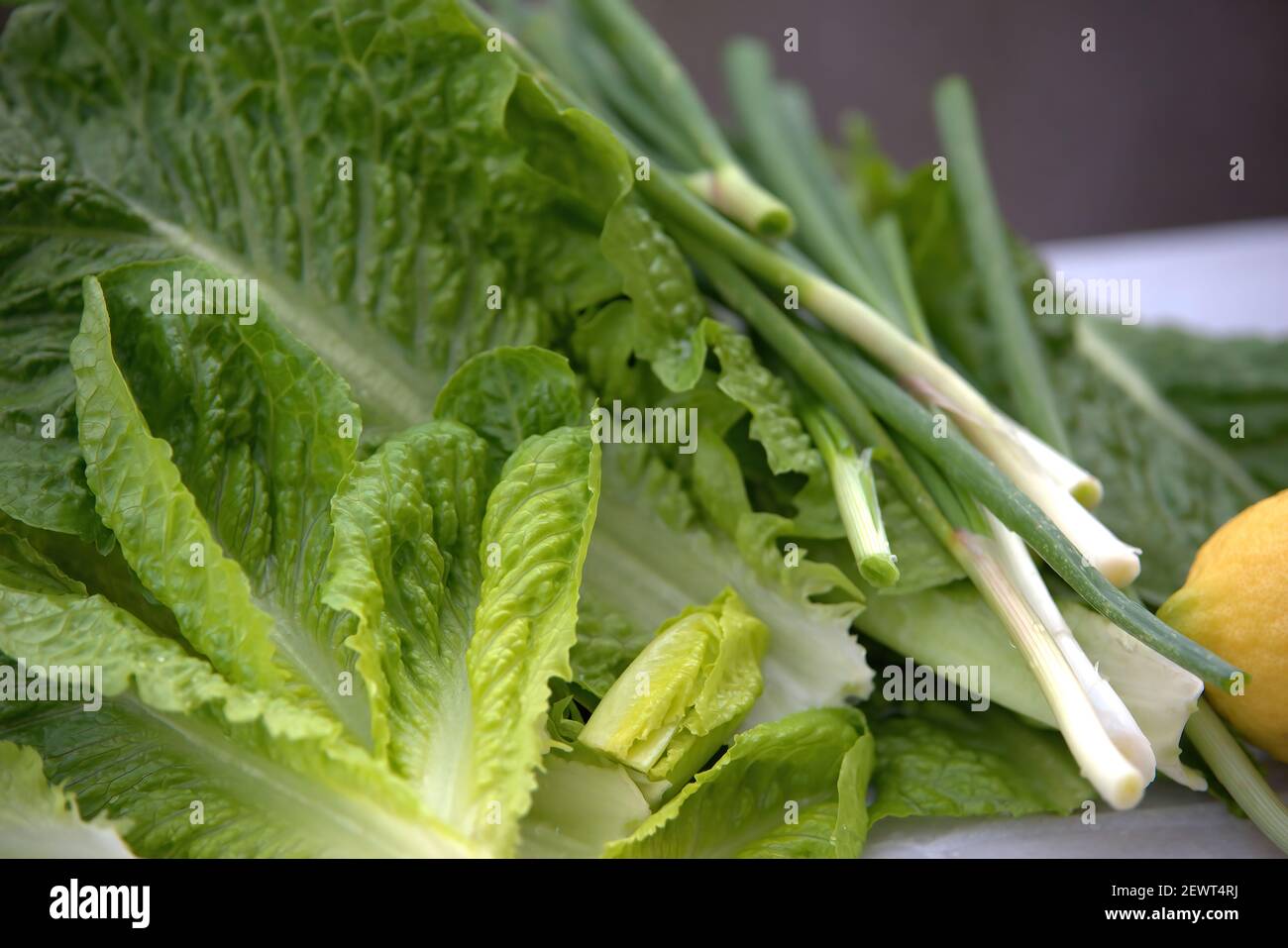 lettuce and onion, freshly cut from farmer, ready for lettuce salad ...