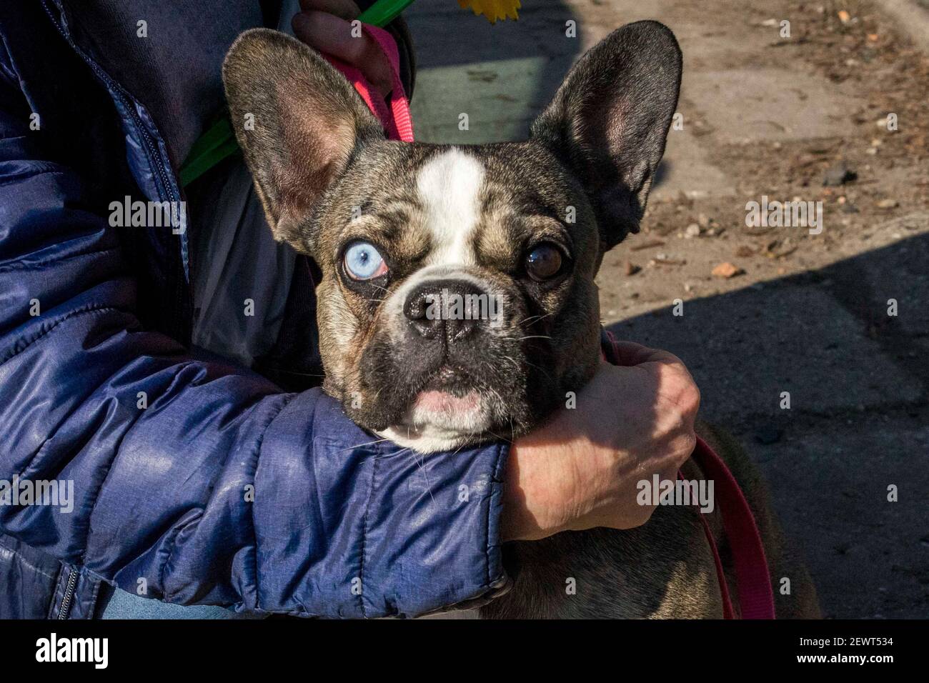 Poznan, Wielkopolska, Poland. 3rd Mar, 2021. The amazing blue eye of the French Bulldog. Credit: Dawid Tatarkiewicz/ZUMA Wire/Alamy Live News Stock Photo