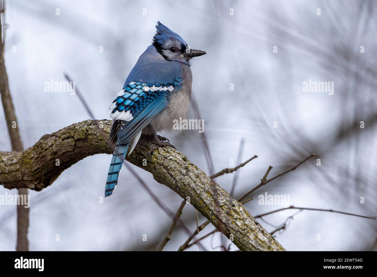 A closeup shot of a cute Blue Jay sitting on a tree branch Stock Photo