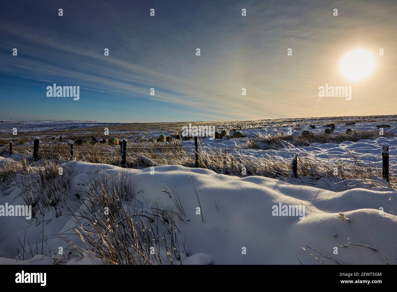 A flock of Dalesbred sheep graze on snowy moorland in Yorkshire Stock Photo