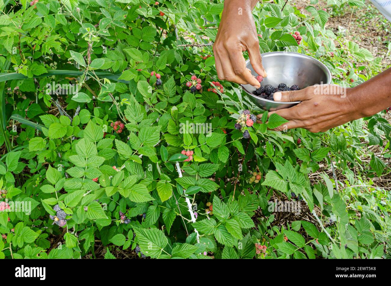 Mature raspberries hi-res stock photography and images - Alamy