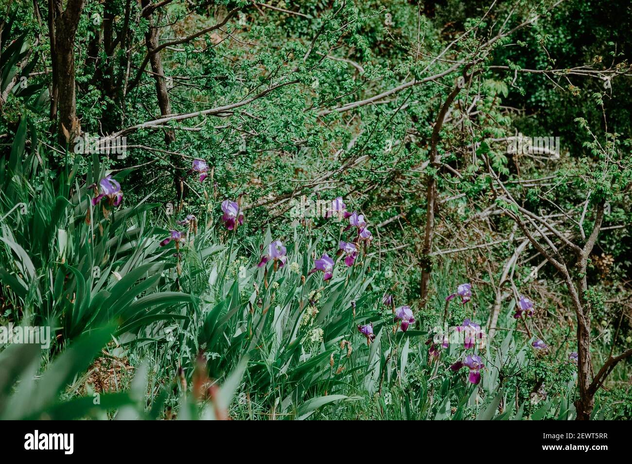 Beautiful shot grass flowers hi-res stock photography and images - Alamy
