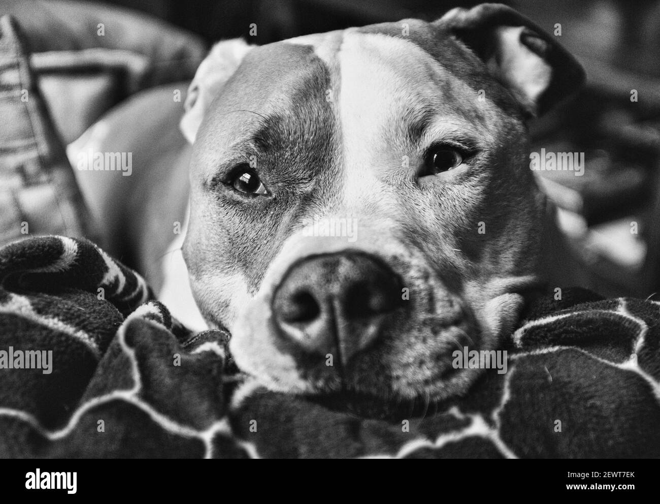 A mixed breed pitbull dog (American Staffordshire Pit Bull Terrier and American Pit Bull Terrier) (Canis lupus familiaris) dozes on a couch. Stock Photo