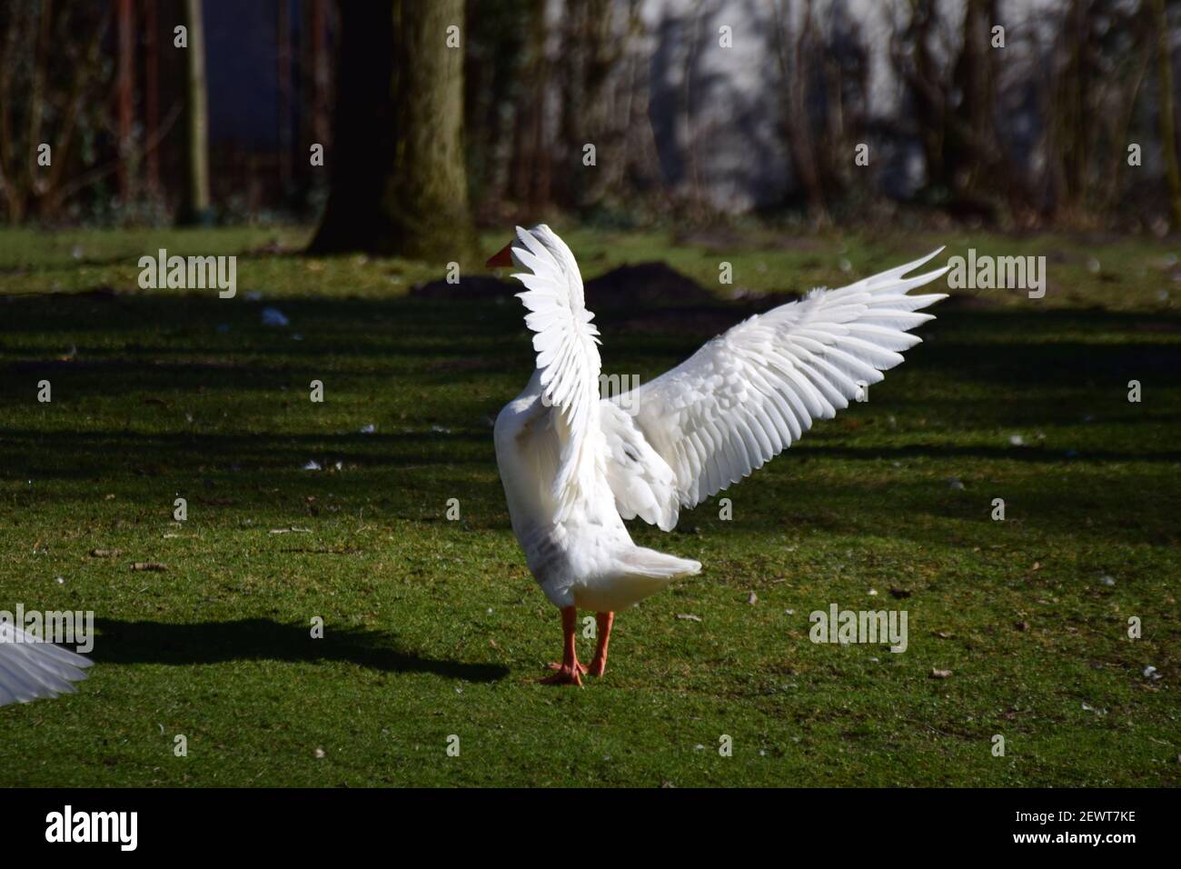 A white goose standing on the lawn spreads her plumage Stock Photo