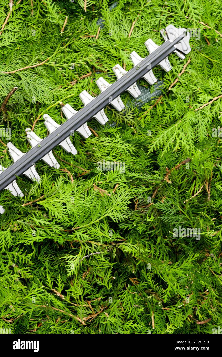 Gardening tool hedge trimmer, Bron, France Stock Photo Alamy