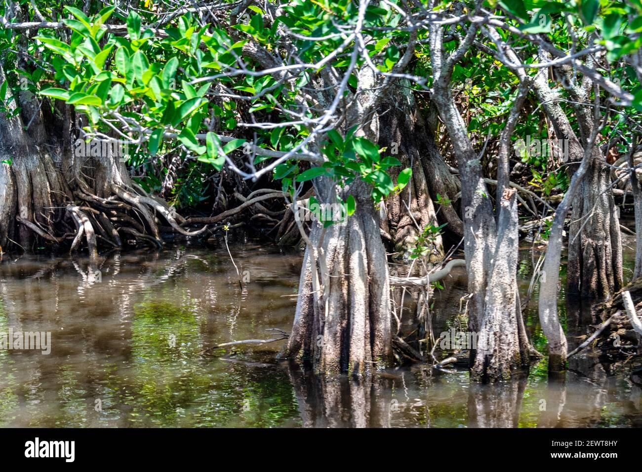 Mangrove Forest In Everglades National Park, Florida, Usa Stock Photo 