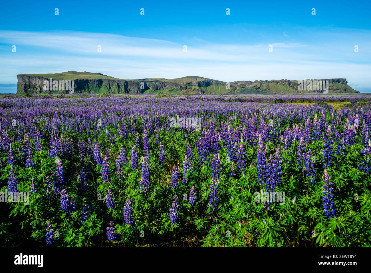 Lupine flowers field in Vik Iceland. Large landscape of Alaskan lupin Stock Photo Alamy