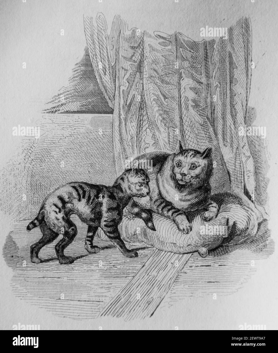 les deux chats, fables de florian illustrees par victor adam ,editeur delloye,desme 1838 Stock Photo