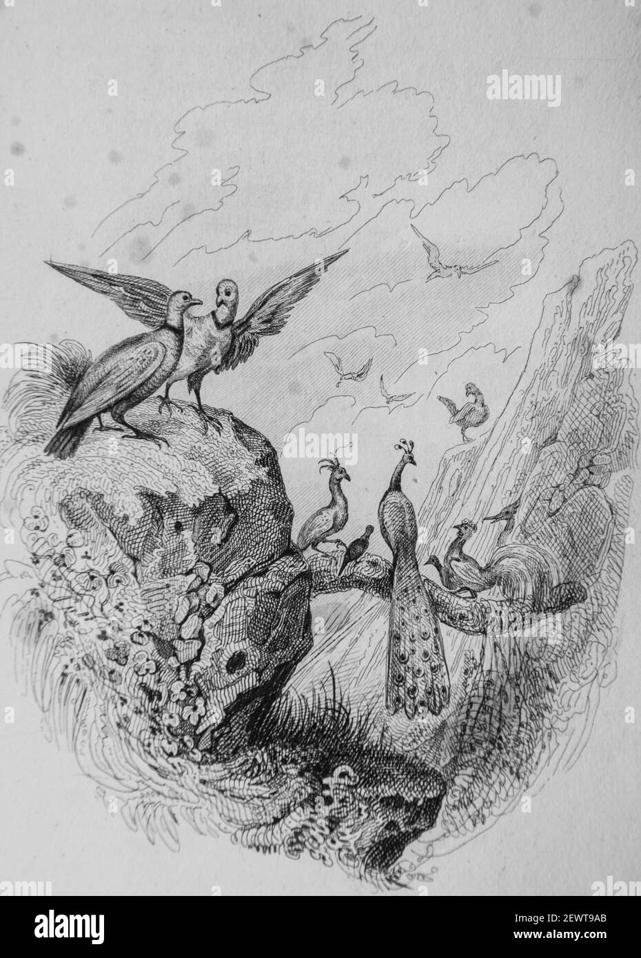 le phenix, fables de florian illustrees par victor adam ,editeur delloye,desme 1838 Stock Photo