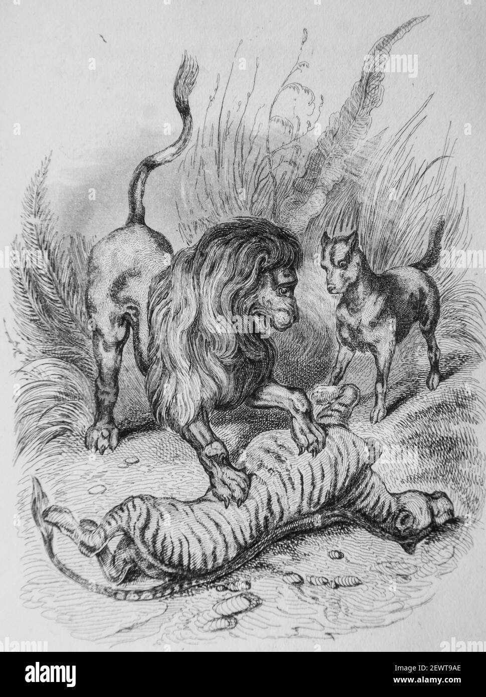 l'education du lion, fables de florian illustrees par victor adam ,editeur delloye,desme 1838 Stock Photo