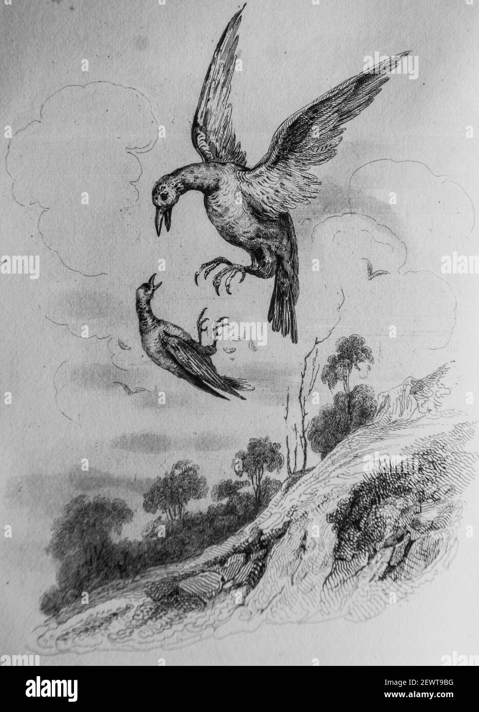 le linot, fables de florian illustrees par victor adam ,editeur delloye,desme 1838 Stock Photo
