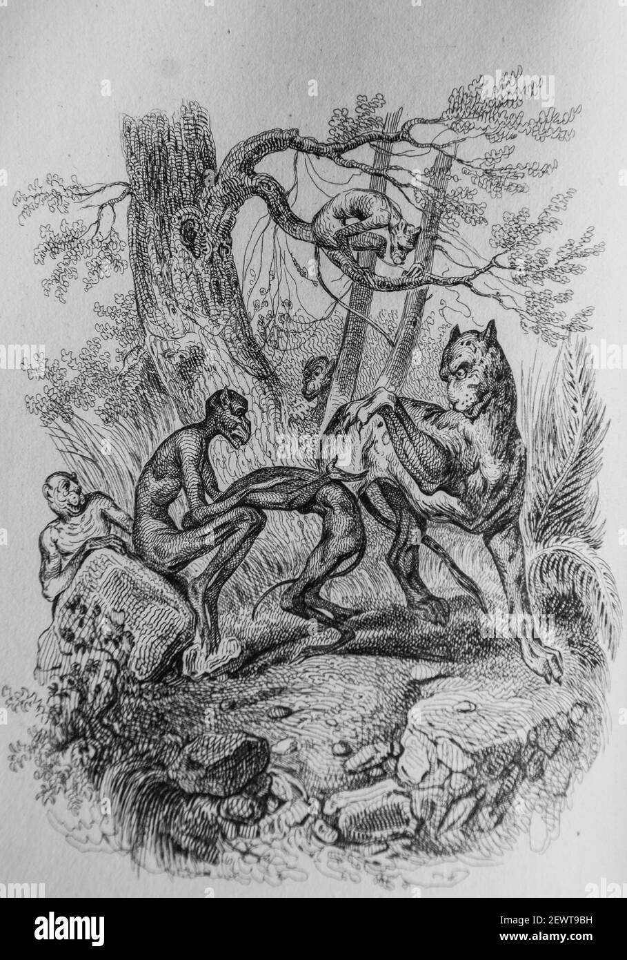 les singes et le leopard, fables de florian illustrees par victor adam ,editeur delloye,desme 1838 Stock Photo