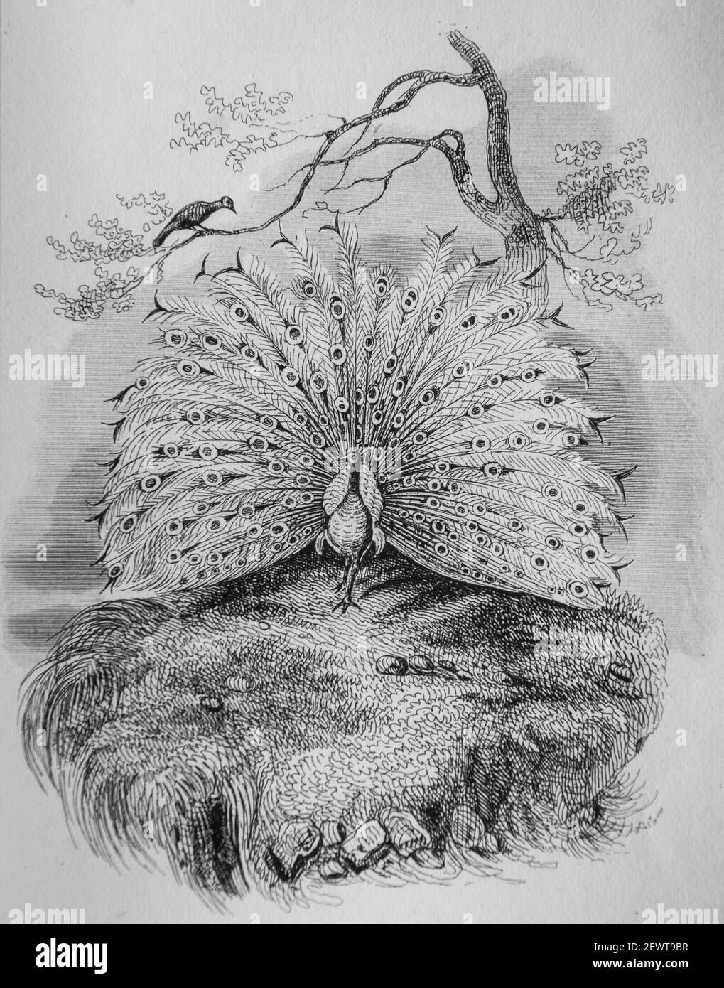 le rossignol et le paon, fables de florian illustrees par victor adam ,editeur delloye,desme 1838 Stock Photo