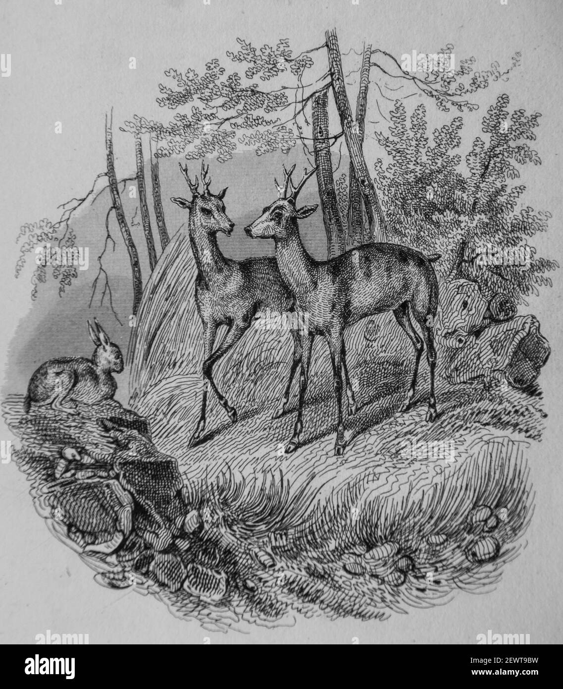 le lievreses deux amis et les chevreuils, fables de florian illustrees par victor adam ,editeur delloye,desme 1838 Stock Photo