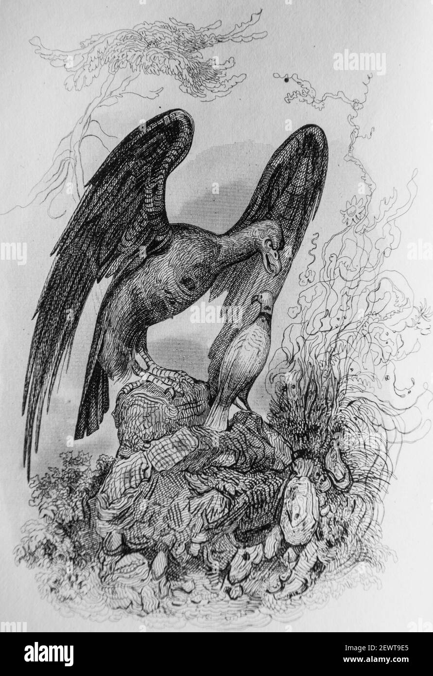 l'aigle et la colombe, fables de florian illustrees par victor adam ,editeur delloye,desme 1838 Stock Photo