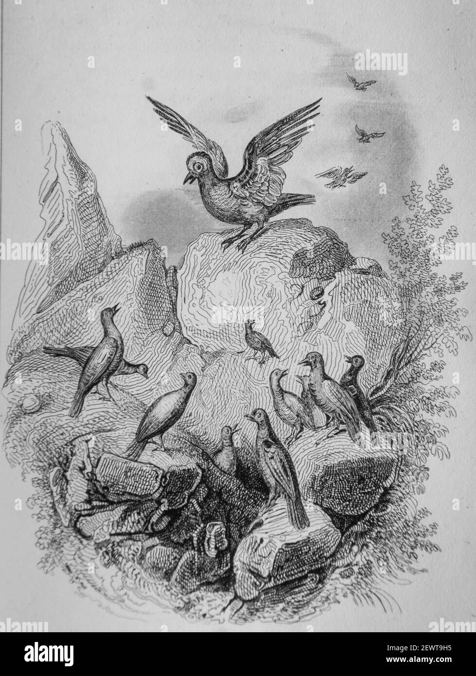 la fauvette et le rossignol, fables de florian illustrees par victor adam ,editeur delloye,desme 1838 Stock Photo